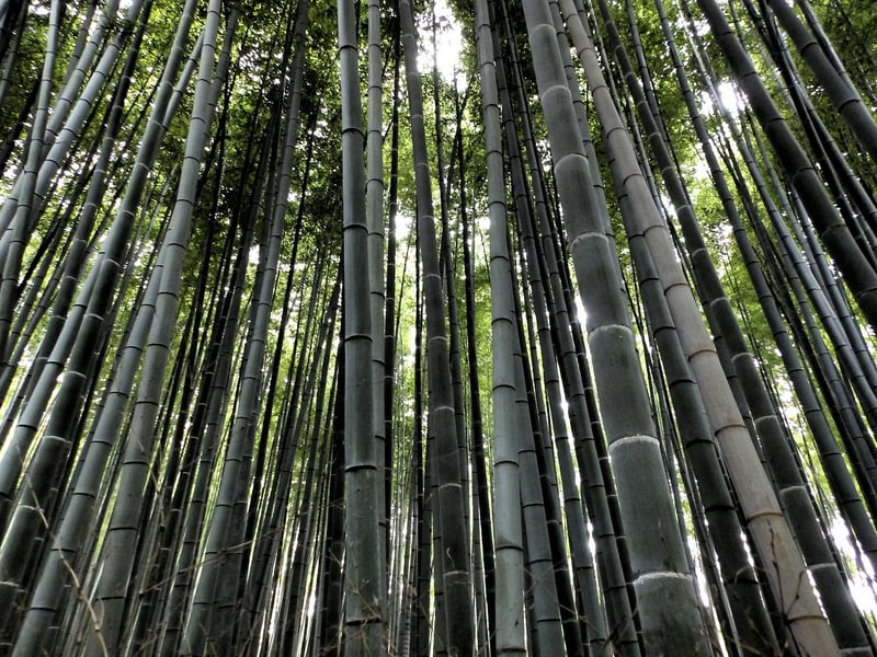 Bamboo Forest, Japan