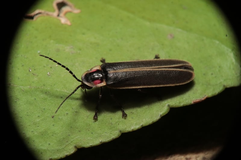 Firefly Dance Image
